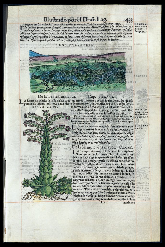 De Materia Medica de Dioscorides. Amberes 1555. Libro IIII. 433