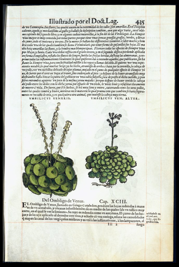De Materia Medica de Dioscorides. Amberes 1555. Libro IIII. 435