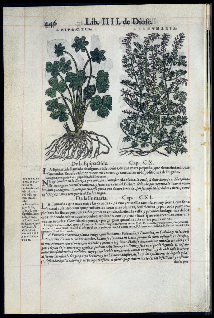 De Materia Medica de Dioscorides. Andres Laguna. Amberes 1555. Libro IIII. 446