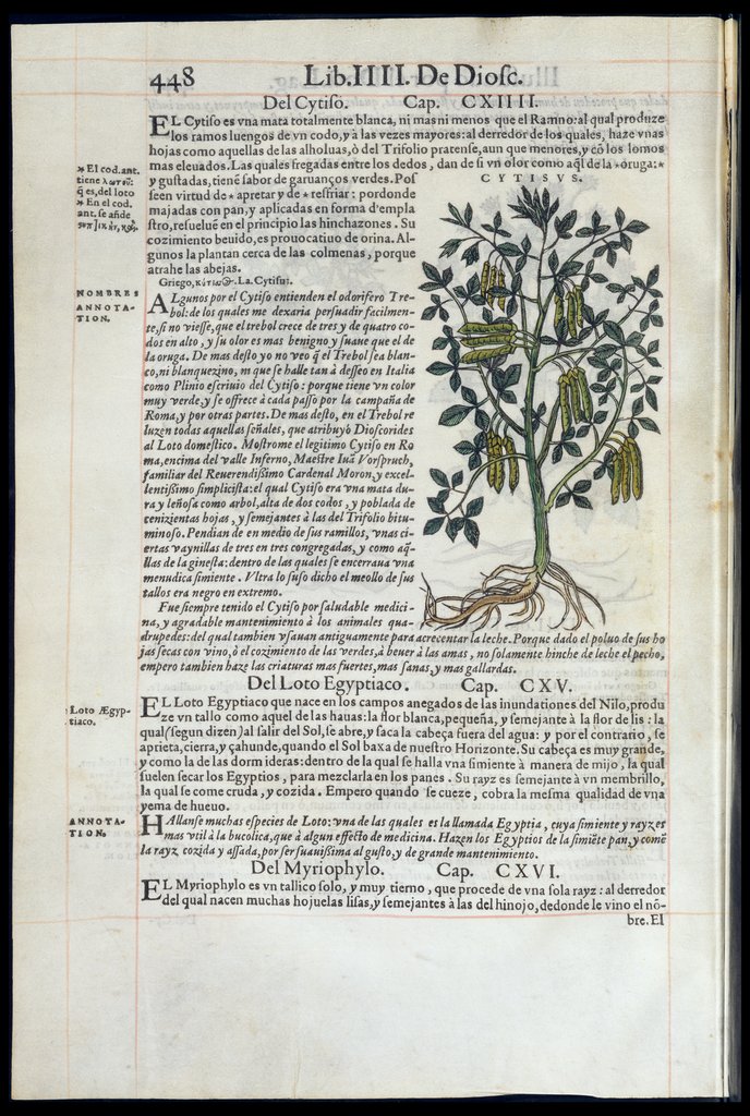 De Materia Medica de Dioscorides. Andres Laguna. Amberes 1555. Libro IIII. 448