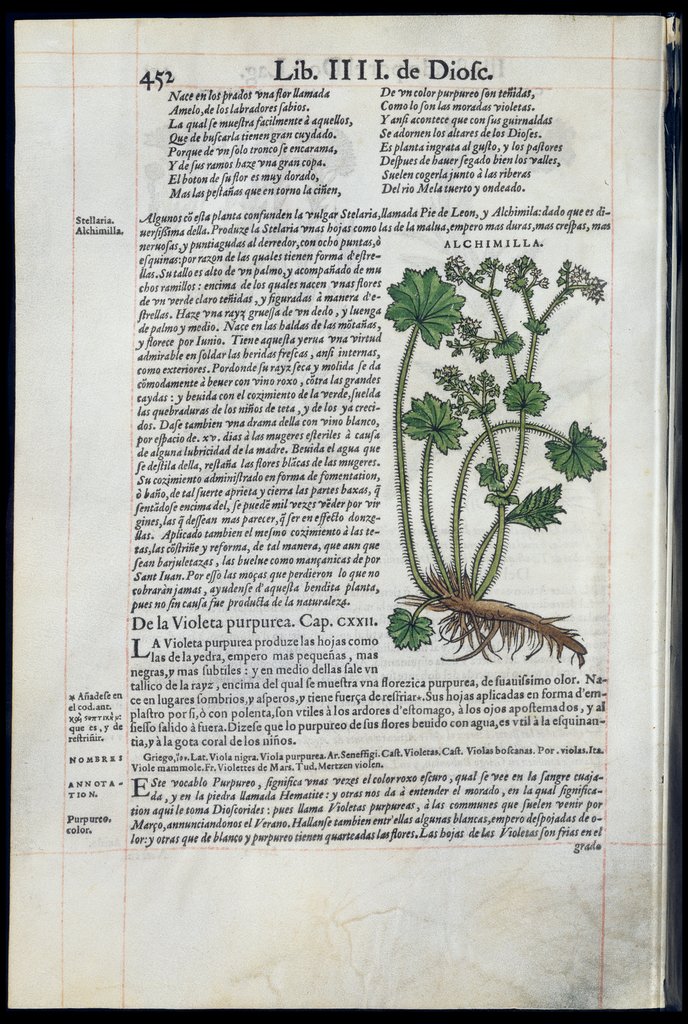De Materia Medica de Dioscorides. Andres Laguna. Amberes 1555. Libro IIII. 452