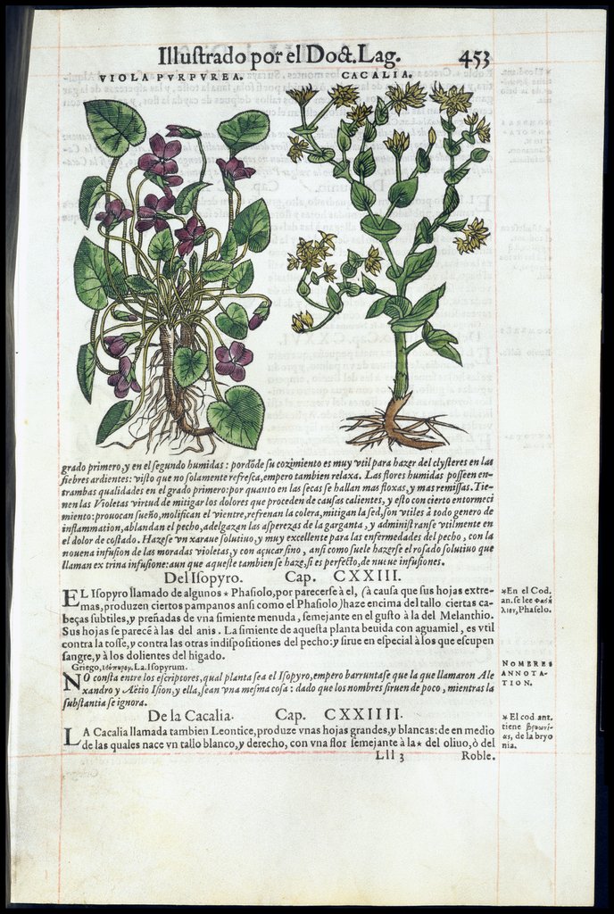 De Materia Medica de Dioscorides. Andres Laguna. Amberes 1555. Libro IIII. 453