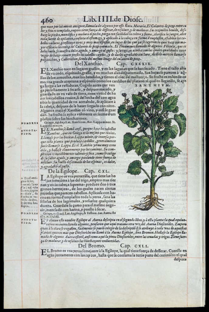 De Materia Medica de Dioscorides. Andres Laguna. Amberes 1555. Libro IIII. 460