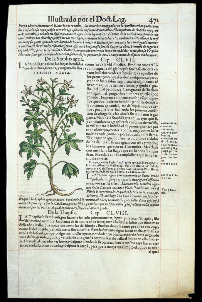 De Materia Medica de Dioscorides. Andres Laguna. Amberes 1555. Libro IIII. 471