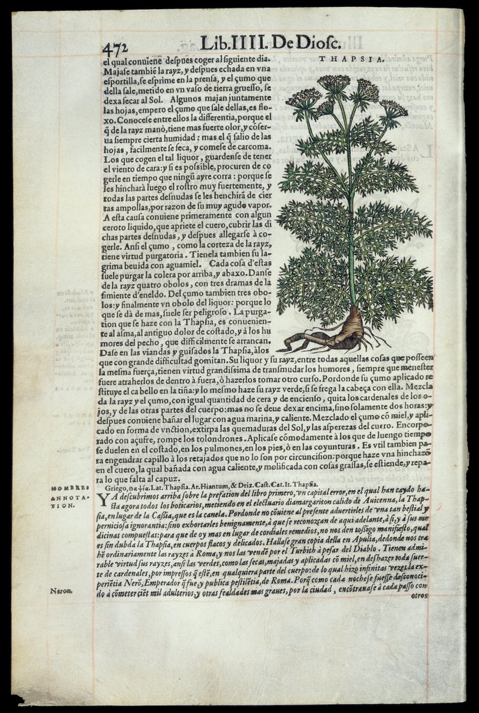 De Materia Medica de Dioscorides. Andres Laguna. Amberes 1555. Libro IIII. 472