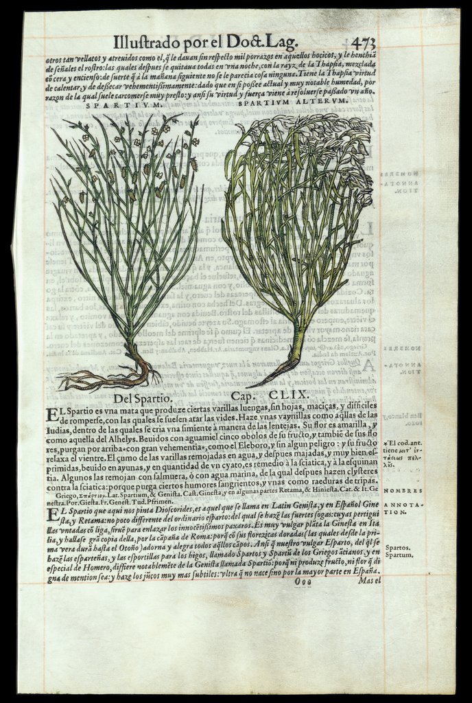 De Materia Medica de Dioscorides. Andres Laguna. Amberes 1555. Libro IIII. 473