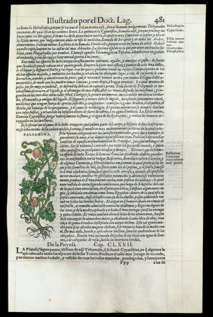 De Materia Medica de Dioscorides. Andres Laguna. Amberes 1555. Libro IIII. 481