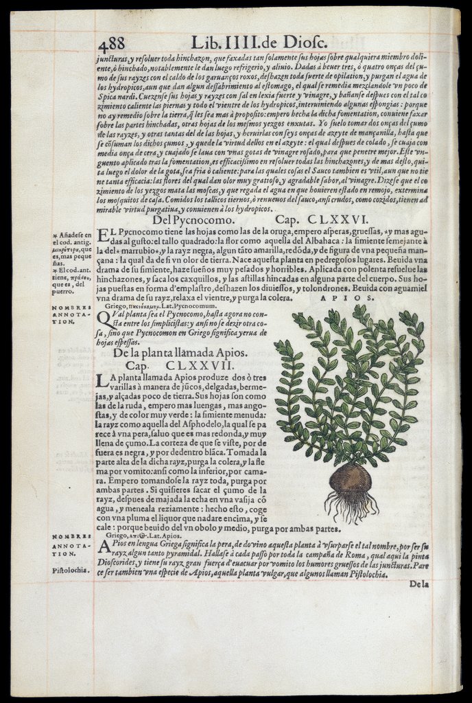 De Materia Medica de Dioscorides. Andres Laguna. Amberes 1555. Libro IIII. 488