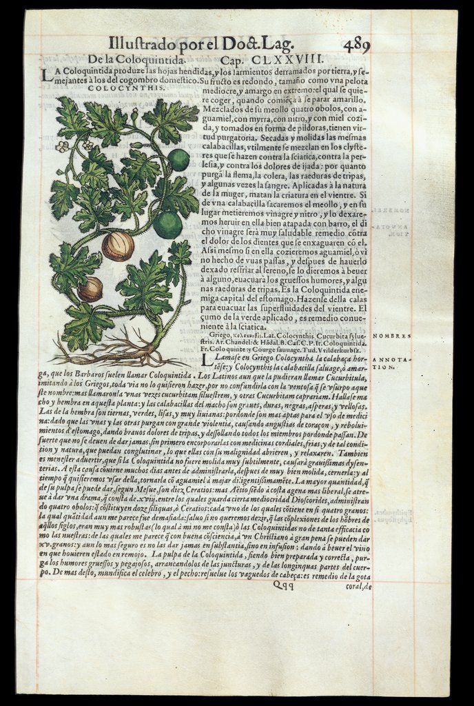 De Materia Medica de Dioscorides. Andres Laguna. Amberes 1555. Libro IIII. 489