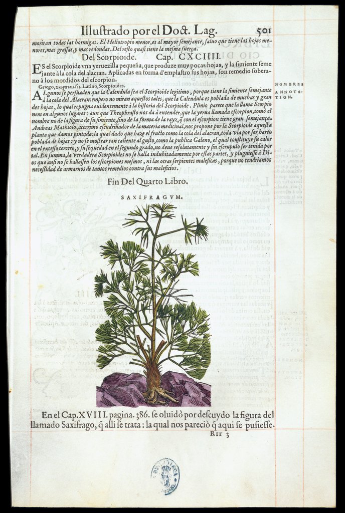 De Materia Medica de Dioscorides. Andres Laguna. Amberes 1555. Libro IIII. 501