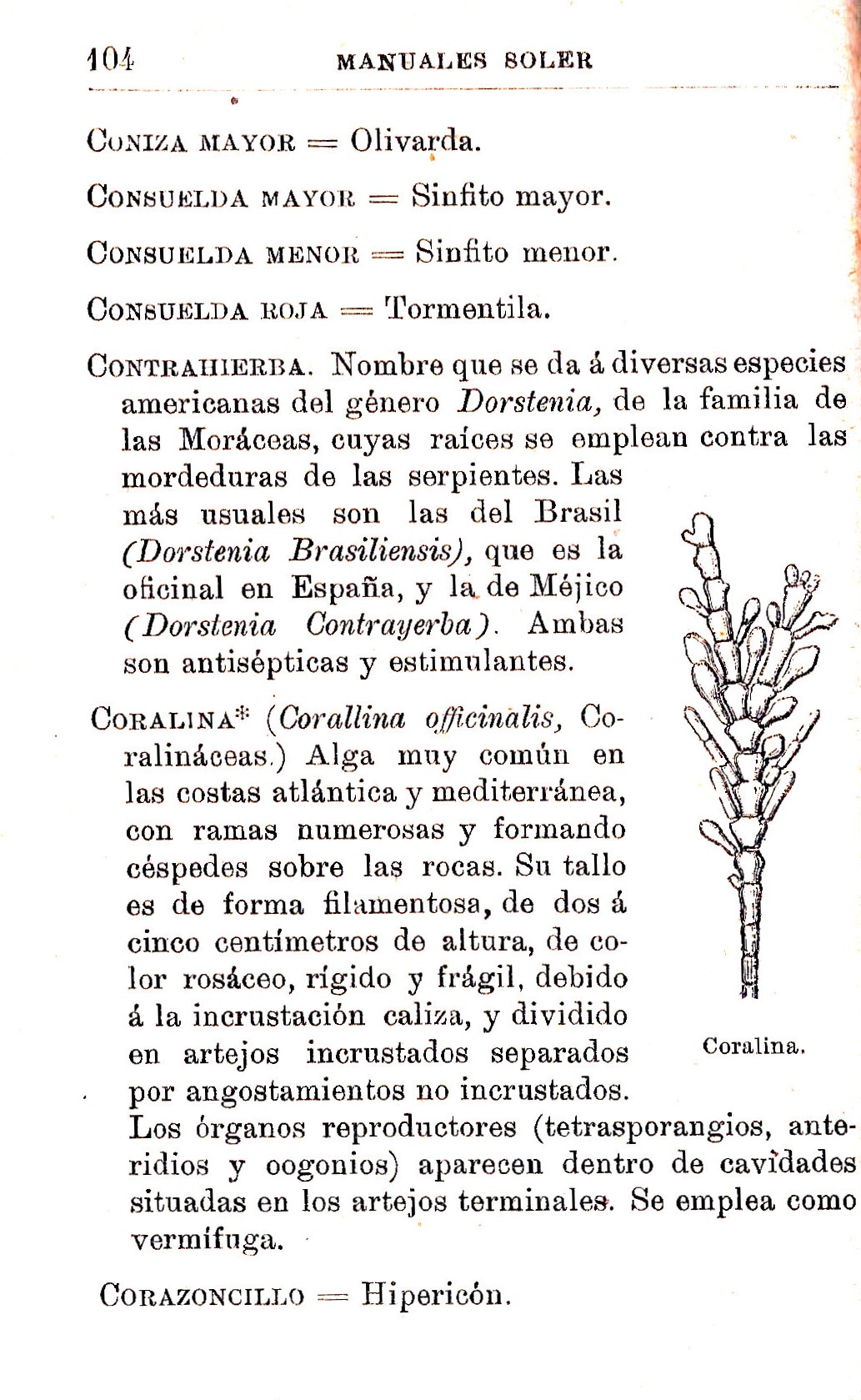 Plantas Medicinales. Blas Lazaro Ibiza. Índice alfabético de plantas. C