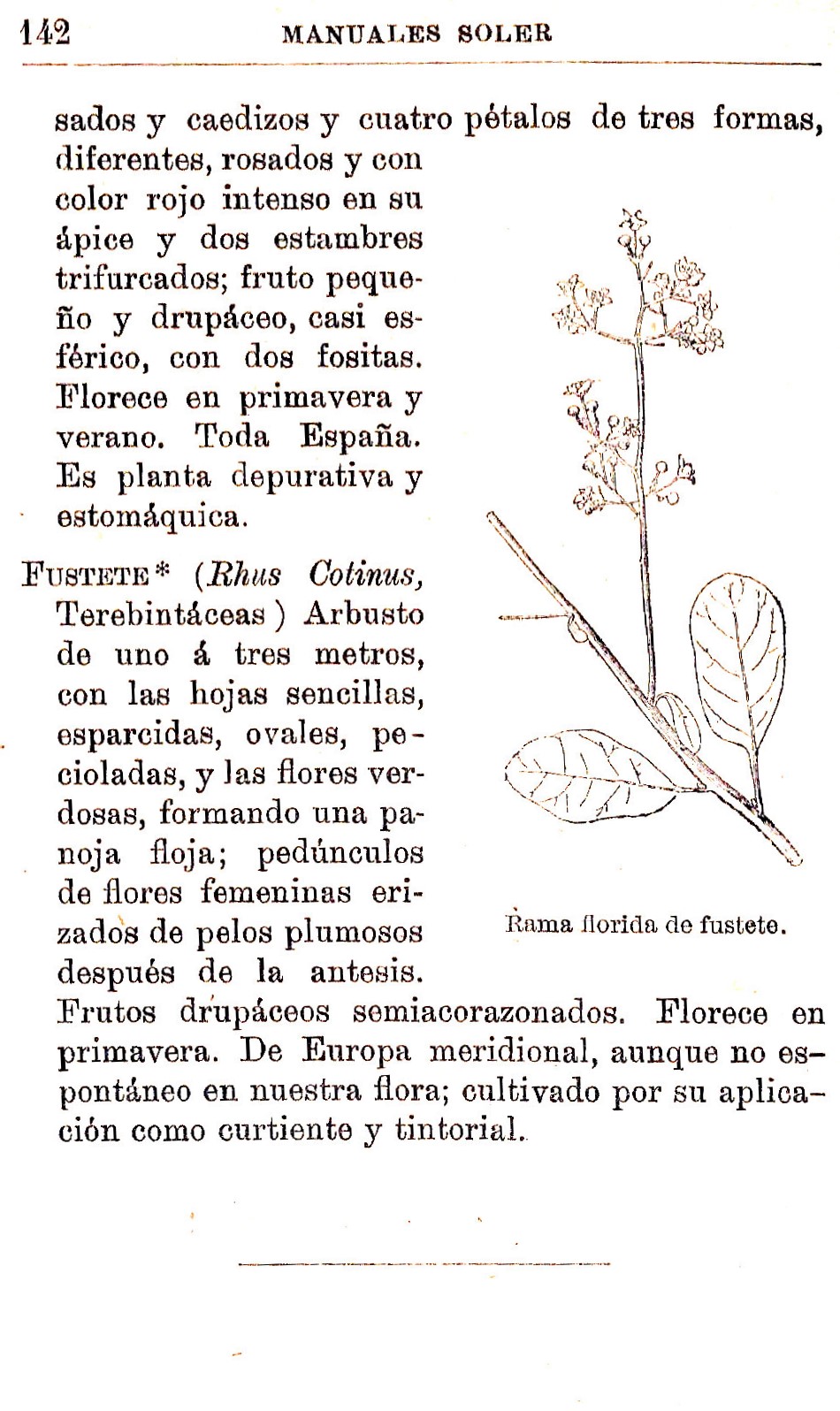 Plantas Medicinales. Blas Lazaro Ibiza. Índice alfabético de plantas. F. Fustete.