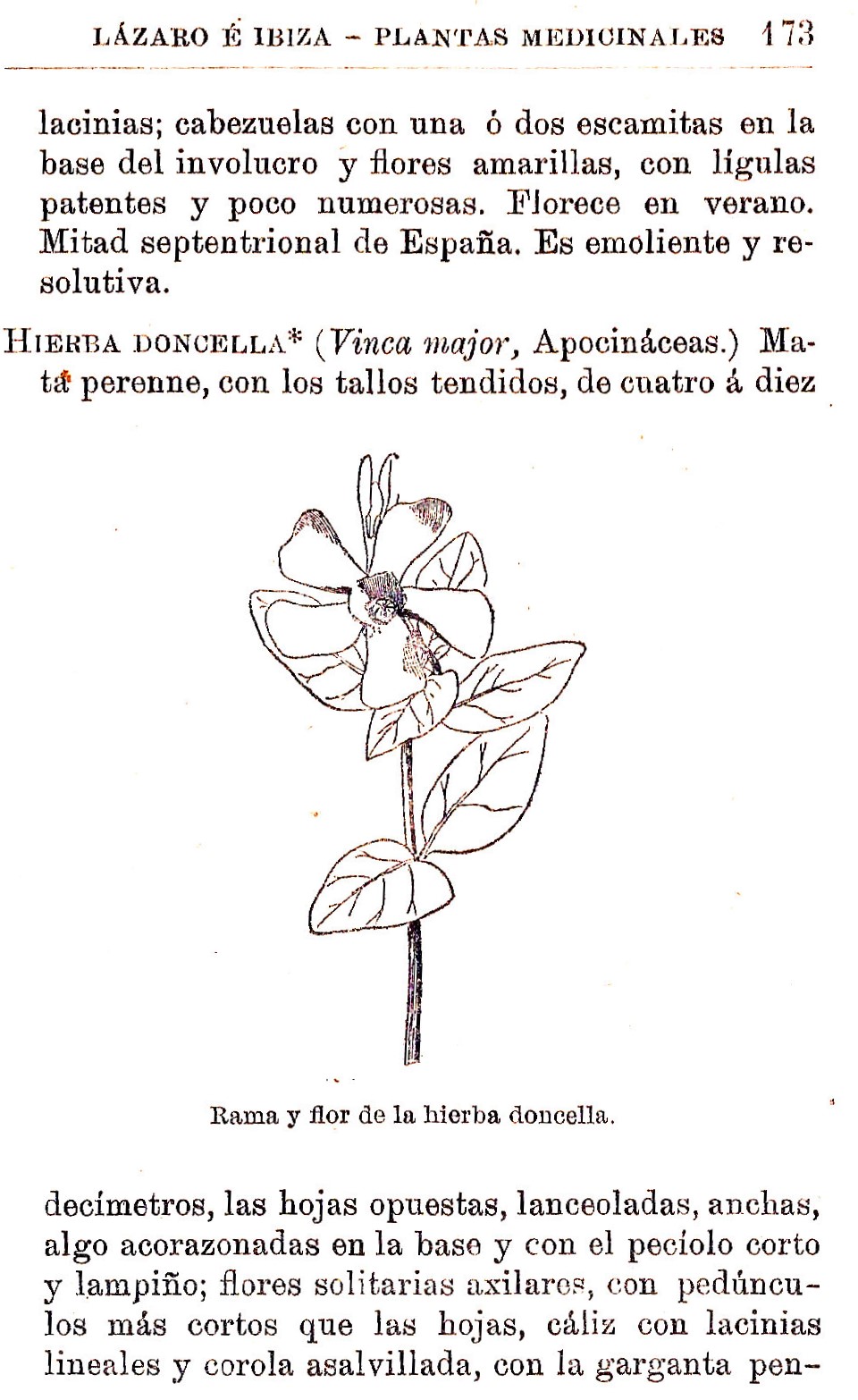 Plantas Medicinales. Blas Lazaro Ibiza. Índice alfabético de plantas. H. Hierba doncella