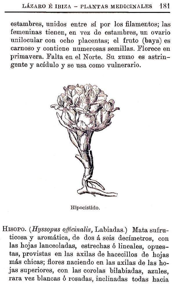 Plantas Medicinales. Blas Lazaro Ibiza. Índice alfabético de plantas. H. Hipocístido