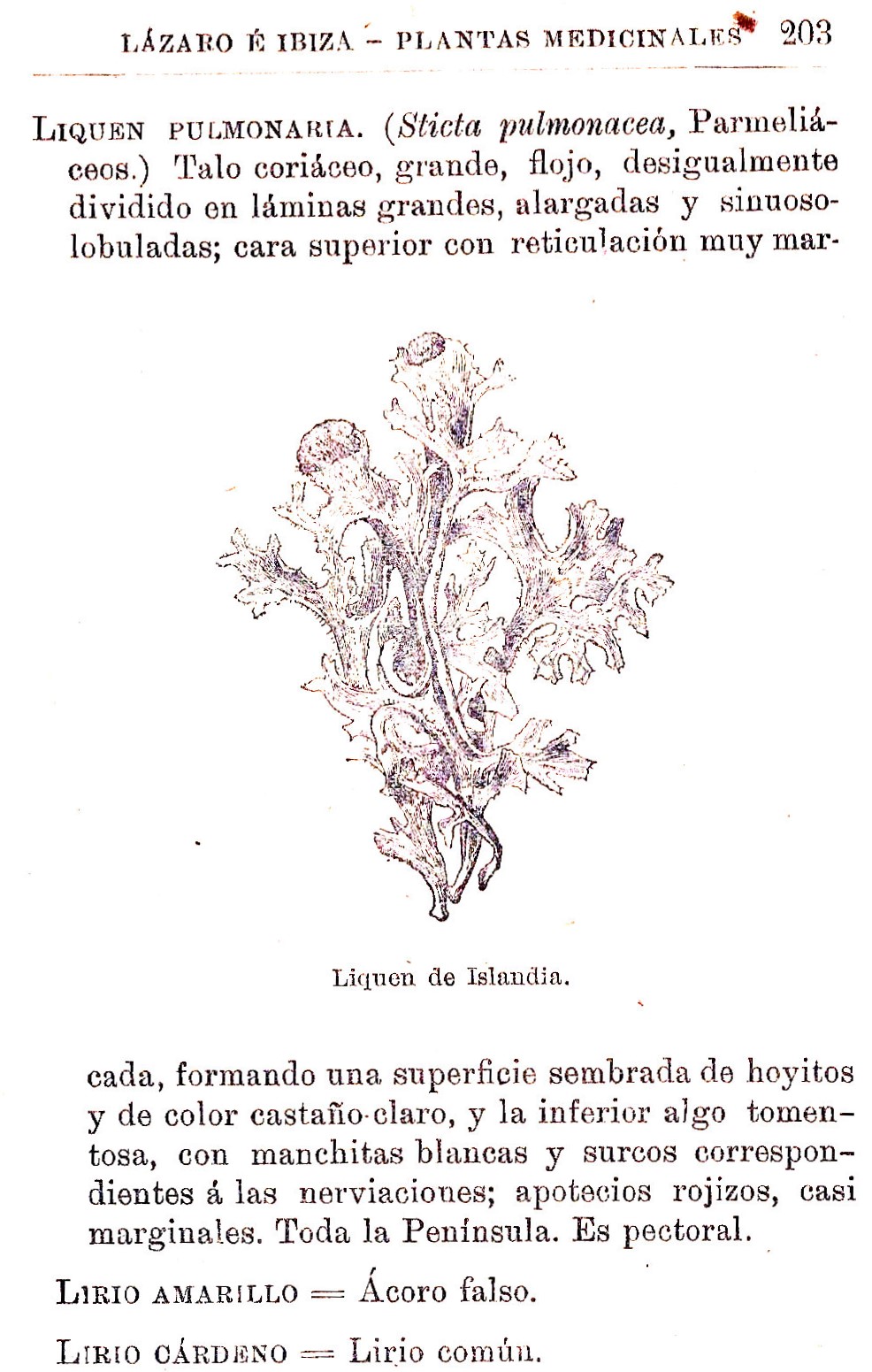 Plantas Medicinales. Blas Lazaro Ibiza. Índice alfabético de plantas. L. Liquen pulmonaria.