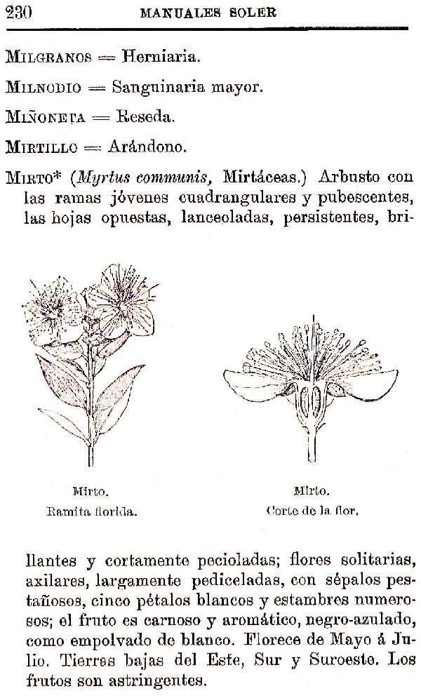 Plantas Medicinales. Blas Lazaro Ibiza. Índice alfabético de plantas. M. Milgranos.