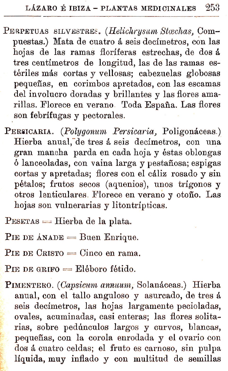 Plantas Medicinales. Blas Lazaro Ibiza. Índice alfabético de plantas. P. Perpetuas silvestres.