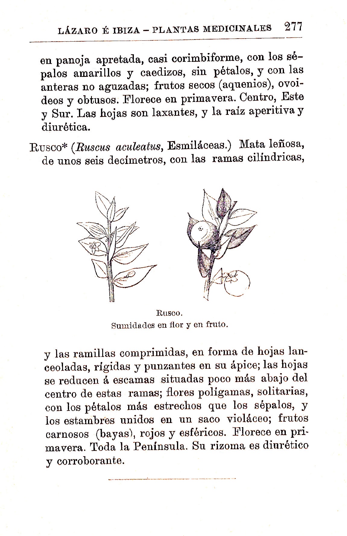 Plantas Medicinales. Blas Lazaro Ibiza. Índice alfabético de plantas. R. Rusco.