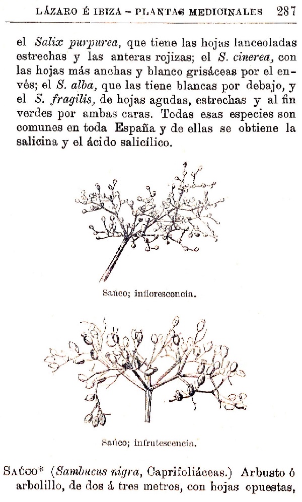 Plantas Medicinales. Blas Lazaro Ibiza. Índice alfabético de plantas. S. Sauco.