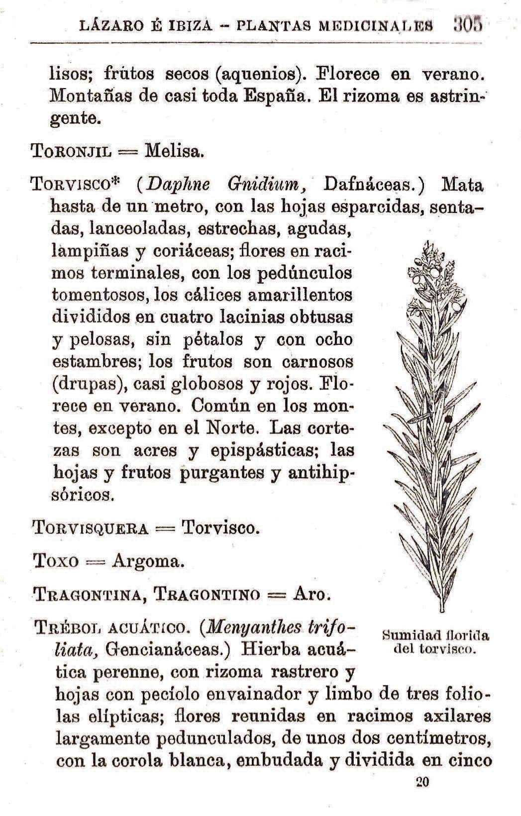 Plantas Medicinales. Blas Lazaro Ibiza. Índice alfabético de plantas. T. Toronjil.