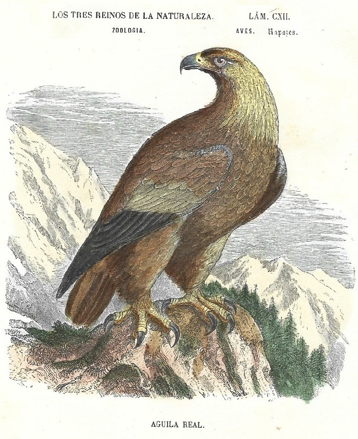 Lámina 112. Aves. Zoología. Los tres Reinos de la Naturaleza.