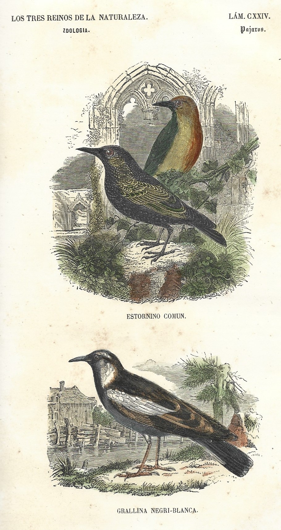 Lámina 124. Aves. Zoología. Los tres Reinos de la Naturaleza.