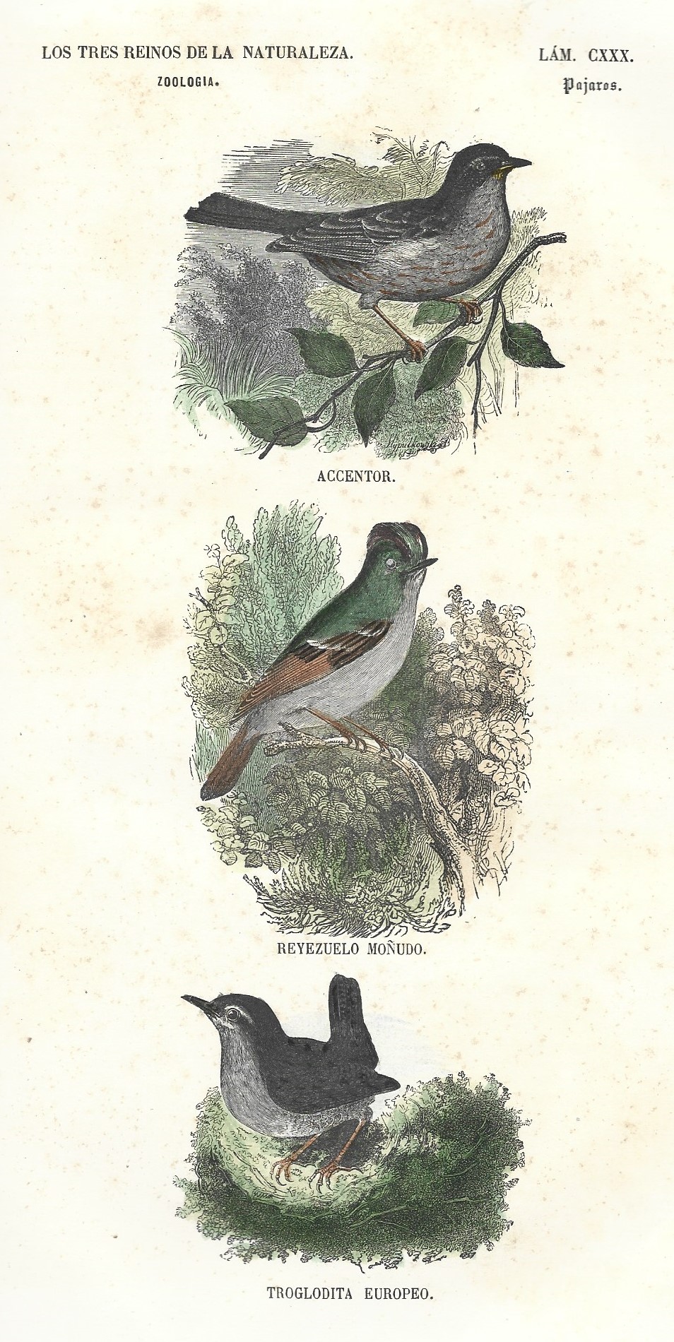 Lámina 130. Aves. Zoología. Los tres Reinos de la Naturaleza.