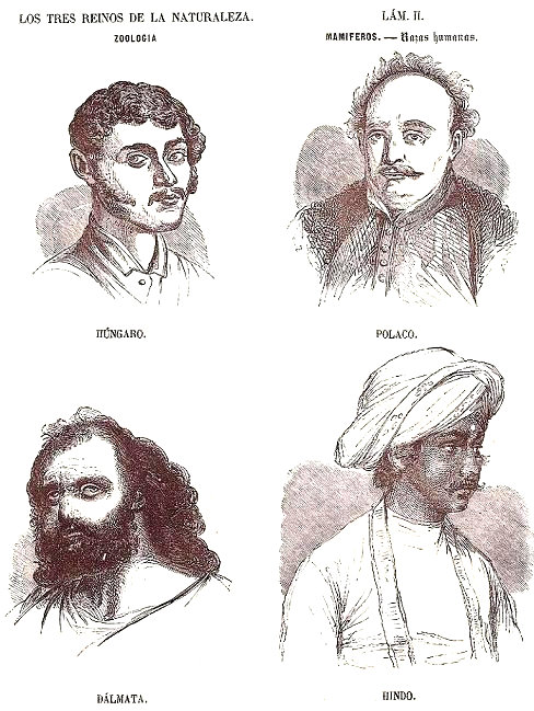 Lámina 2. Las Razas Humanas. Mamíferos. Zoología. Buffon: Los tres Reinos de la Naturaleza.