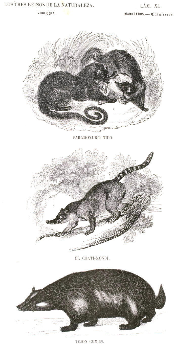 Lamina 40.  Buffon: Los tres Reinos de la Naturaleza. Zoología. Mamiferos. Carniceros. Paroduxo, Coati-mondi, Tejon