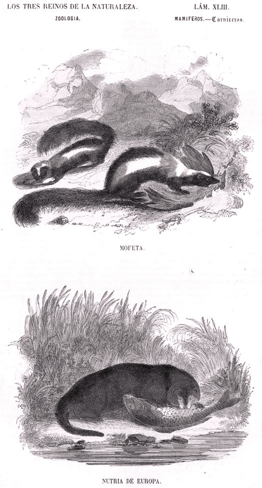 Lamina 43. Buffon: Los tres Reinos de la Naturaleza. Zoología. Mamiferos. Carniceros.