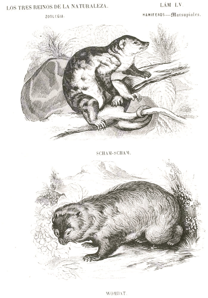 Lamina 55.  Buffon: Los tres Reinos de la Naturaleza. Zoología. Mamiferos. Marsupiales. Cham-scham. Wombat