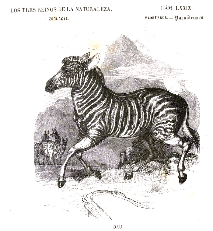 L&aacute;mina 79. Buffon: Los tres Reinos de la Naturaleza. Zoología. Mamiferos. Paquidermos. Dau.