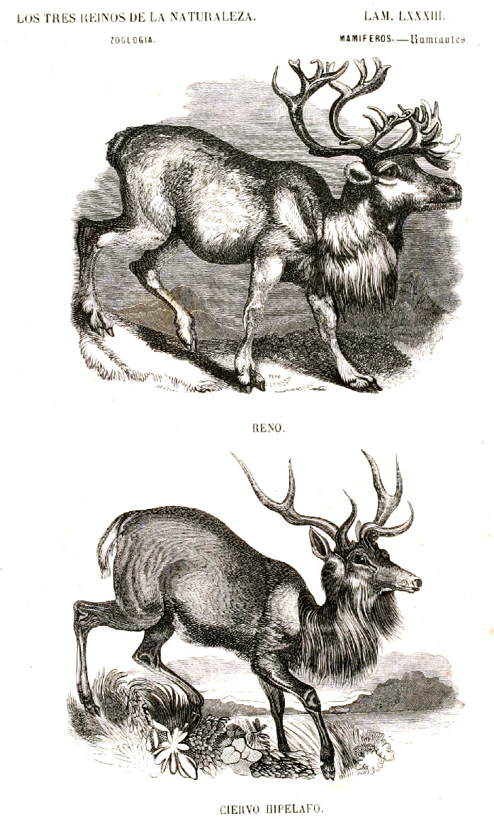 Lámina 83. Buffon: Los tres Reinos de la Naturaleza. Zoología. Mamiferos. Rumiantes. Reno. Ciervo hipelafo.