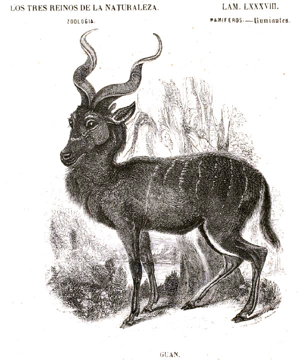 Lámina 88. Guan. Rumiantes. Mamíferos. Zoología. Buffon: Los tres Reinos de la Naturaleza.