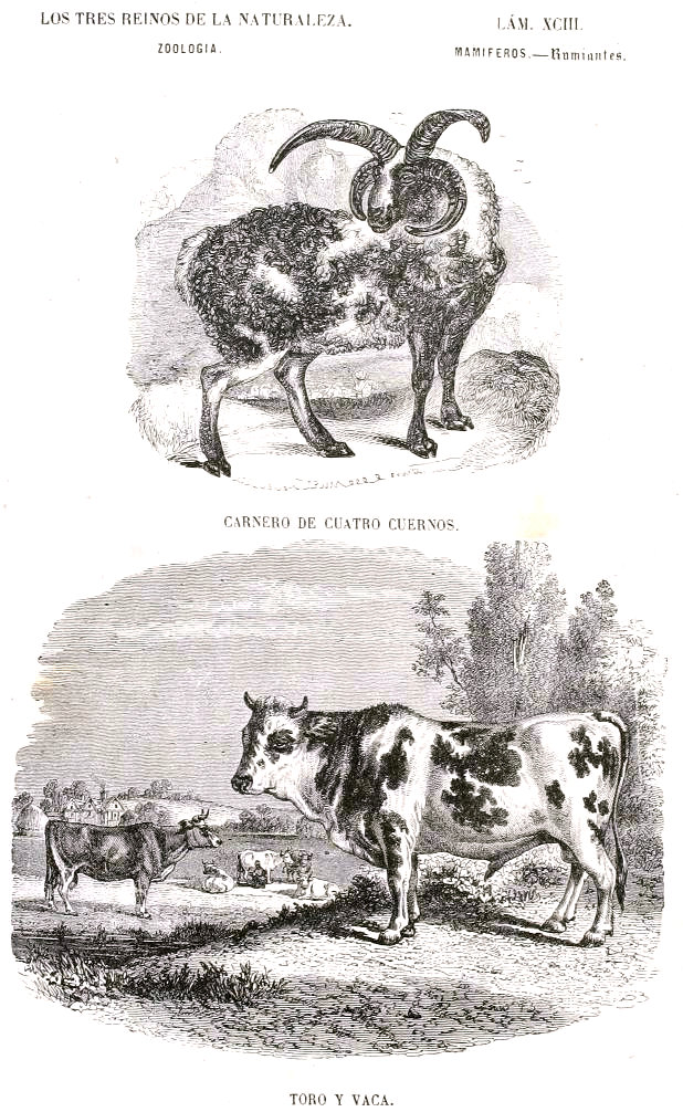 Lámina 93. Buffon: Los tres Reinos de la Naturaleza. Zoología. Mamiferos. Rumiantes. NIL-GHAU, PAZAN.