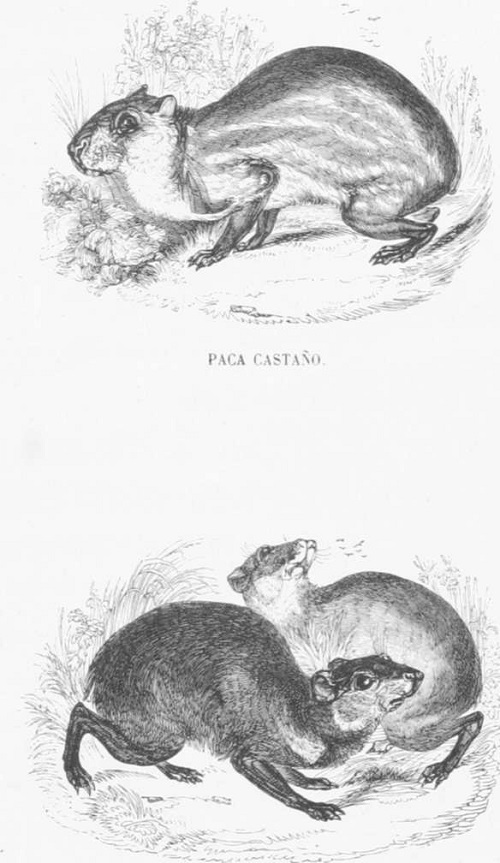 Animales Zoología mamíferos lamina LXVI Paca castaño