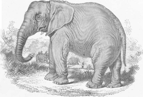 Elefante de la India, mamíferos, animales, Zoología, paquidermos