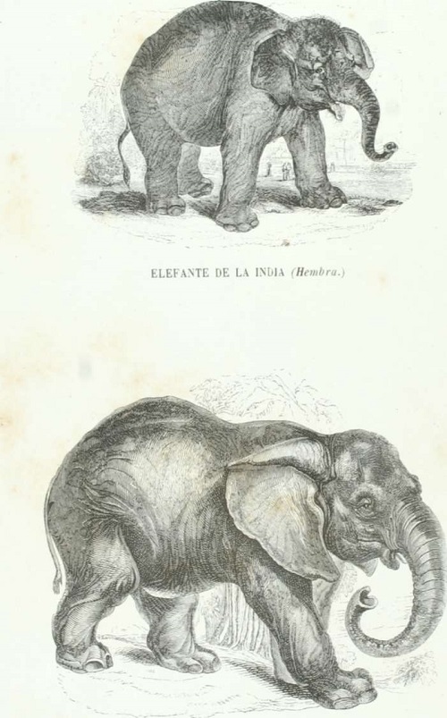 Elefante de África mamíferos, animales zoologia