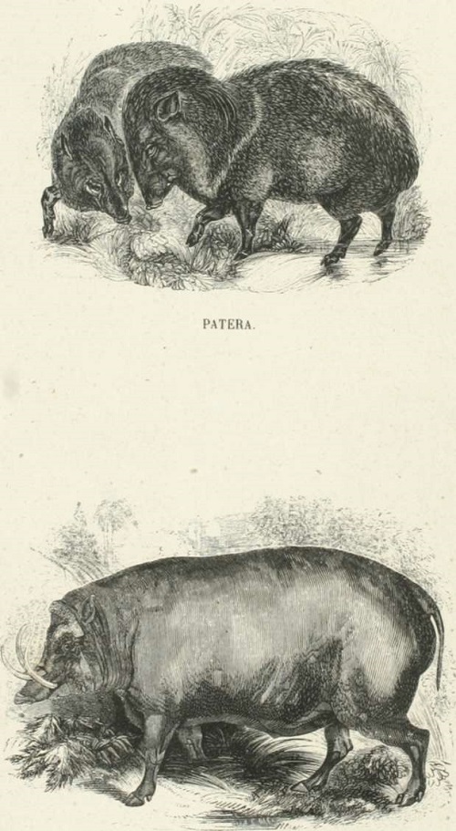 Rabirusa animales mamíferos