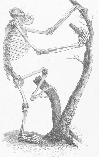 Mamíferos, Esqueleto de Chimpances, Anatomía.