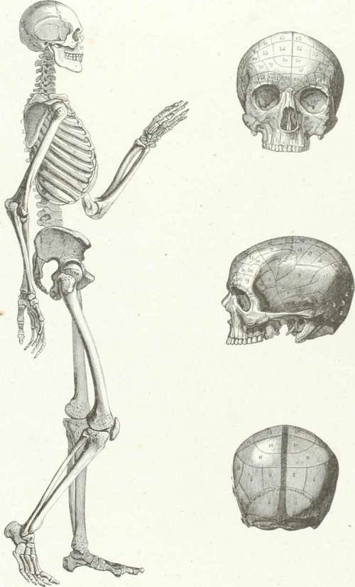 Mamíferos. Anatomía. Fisiología