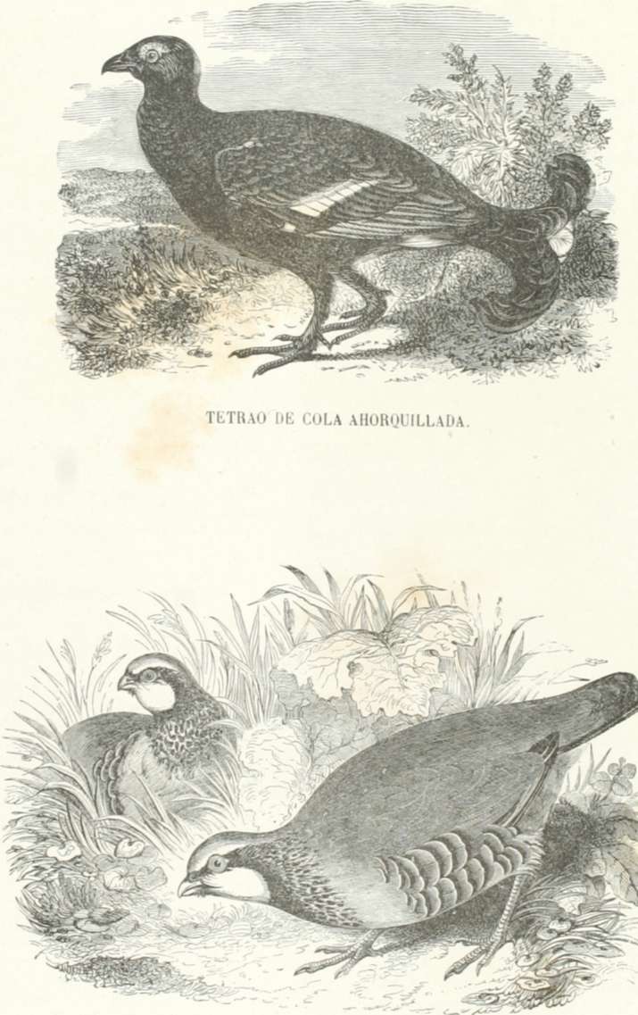 Zoología. Aves. Lámina CLVII. Tomo 3. Los Tres Reinos de la Naturaleza. Perdiz roja.