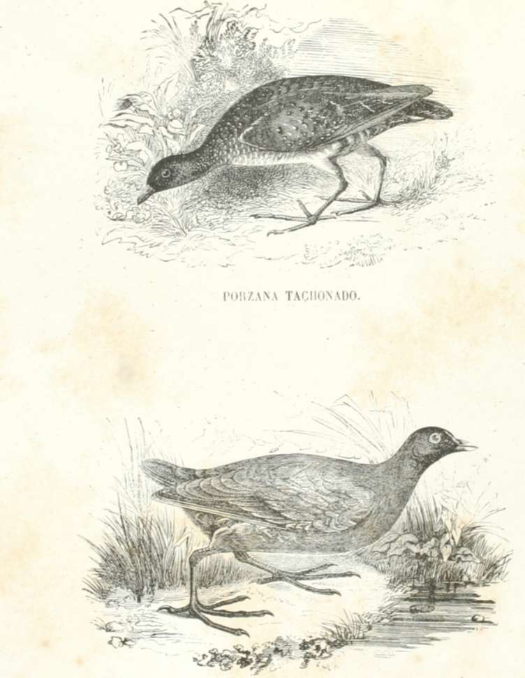 Zoolog&iacute;a. Aves. L&aacute;mina  CLXXV. Tomo 3. Los Tres Reinos de la Naturaleza.