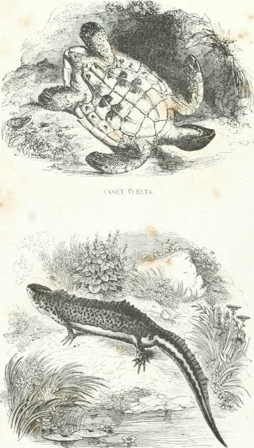 Zoolog&iacute;a. Reptiles. Lagartos. Saurios. L&aacute;mina CCXIII. Tomo 4. TRITÓN JASPEADO.