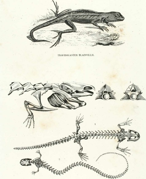 Zoología. Reptiles. Lámina CCXX. Tomo 4.