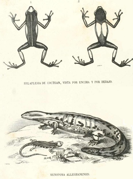 Zoología. Reptiles. Lámina CCLIV. Tomo 4. Los Tres Reinos de la Naturaleza.