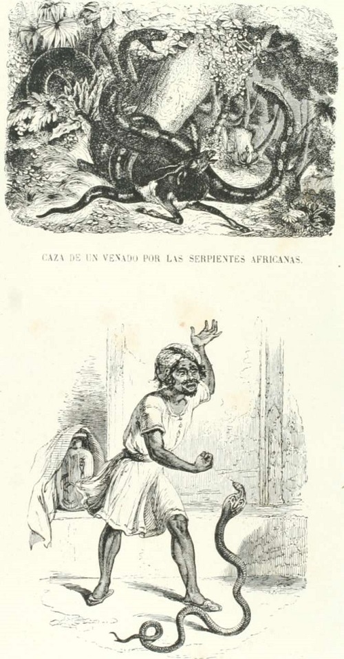Zoolog&iacute;a. Reptiles. L&aacute;mina CCLIX. Tomo 4. Los Tres Reinos de la Naturaleza.