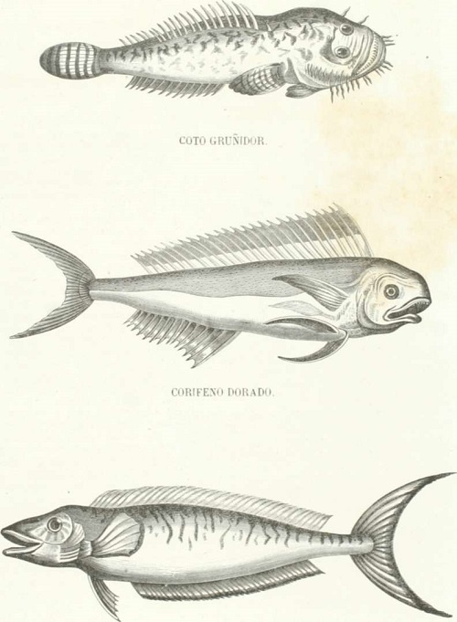Zoología. Peces. Los Tres Reinos de la Naturaleza. Tomo 5. Lámina XXXII. Corifeno crisuro