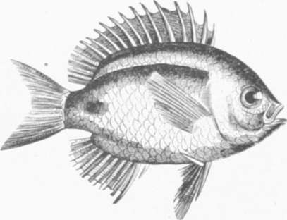 Zoolog&iacute;a. Peces. Los Tres Reinos de la Naturaleza. Tomo 5. L&aacute;mina XLIV. 1
