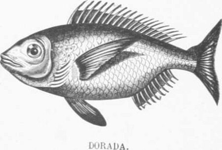Zoolog&iacute;a. Peces. Los Tres Reinos de la Naturaleza. Tomo 5. L&aacute;mina XLIV. 2